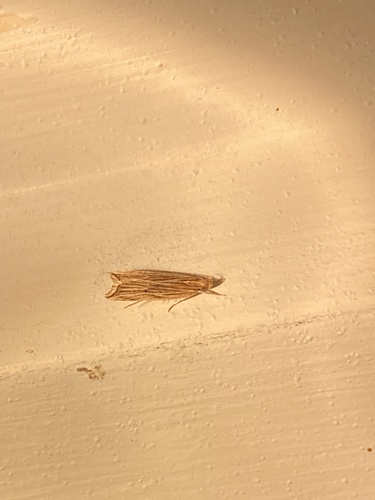 Lanceolate Moth photo 5