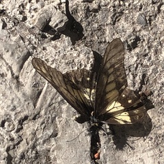 Catasticta nimbice nimbice