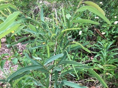 Corymbia tessellaris