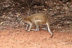 Macropodini