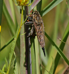 Promachus vertebratus