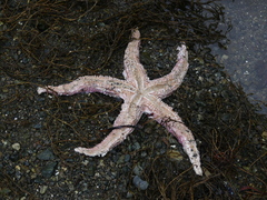 Pisaster brevispinus