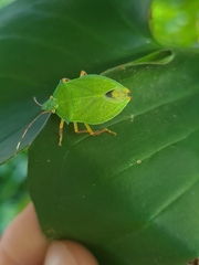 Chlorocoris