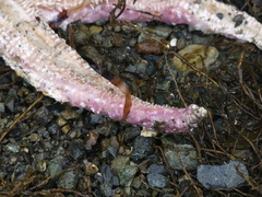 Pisaster brevispinus
