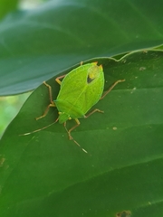 Chlorocoris