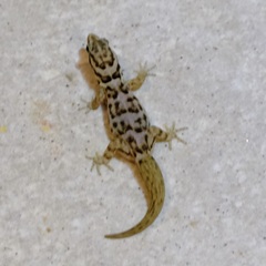 Gonatodes antillensis