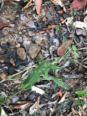 Urochloa foliosa