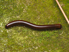 Leptogoniulus sorornus