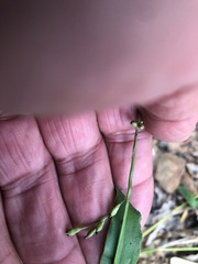 Urochloa foliosa