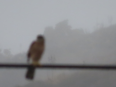 Accipiter