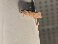 Pelochrista similiana