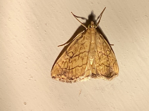 Purple-backed Cabbageworm Moth photo 6
