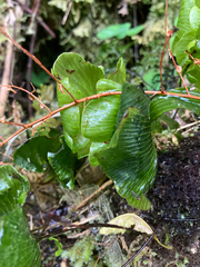 Hymenophyllum nephrophyllum
