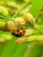 Harmonia octomaculata