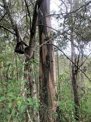 Eucalyptus major