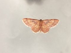 Idaea demissaria