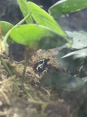 Dendrobates tinctorius