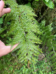 Asplenium bulbiferum