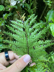 Asplenium bulbiferum