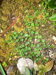 Lobelia angulata