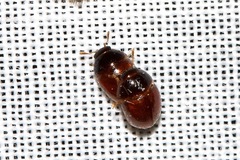 Phalacridae
