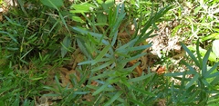 Asparagus falcatus