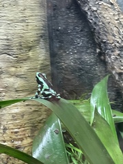 Dendrobates