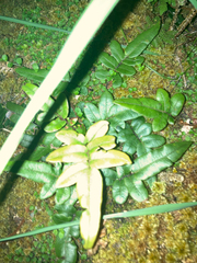 Blechnum procerum