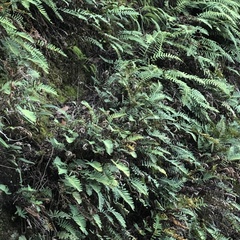 Polypodium