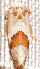 Norvellina seminuda