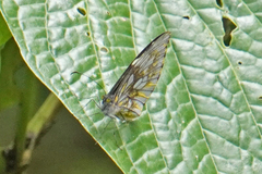 Dismorphia lewyi