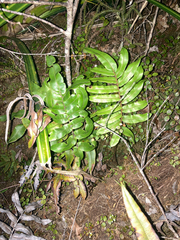Blechnum procerum
