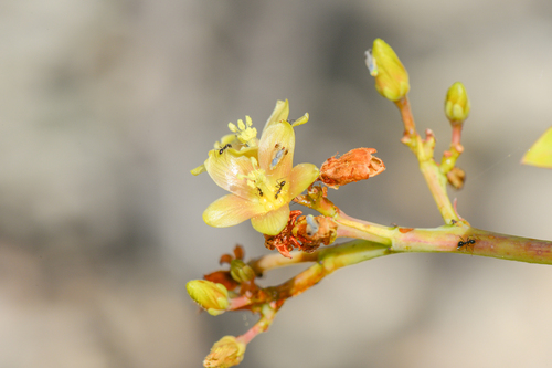 Jatropha unicostata, photograph 3