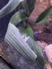 Trachycephalus resinifictrix