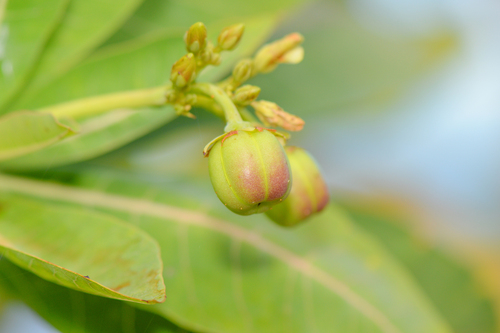 Jatropha unicostata, photograph 4