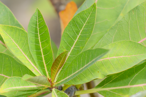 Jatropha unicostata, photograph 5