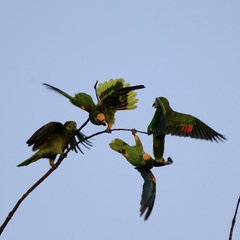Amazona barbadensis