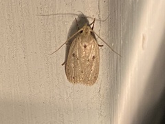 Scythropiodes issikii