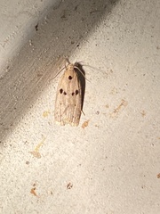 Scythropiodes issikii