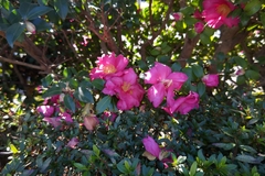 Camellia