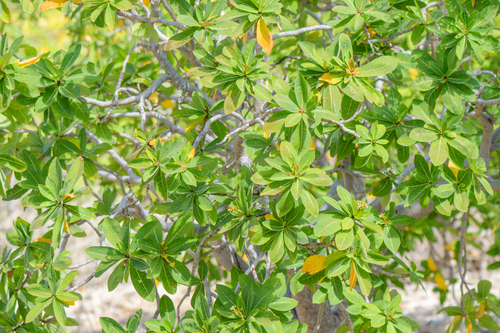 Jatropha unicostata, photograph 6