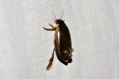 Onychohydrus scutellaris