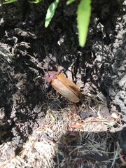 Agrianome spinicollis