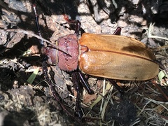 Agrianome spinicollis