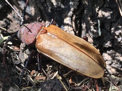 Agrianome spinicollis