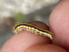 Trichordestra legitima