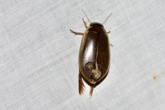 Onychohydrus scutellaris