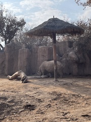 Ceratotherium simum