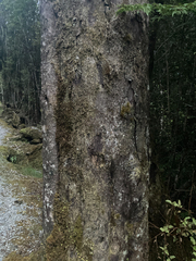 Prumnopitys ferruginea