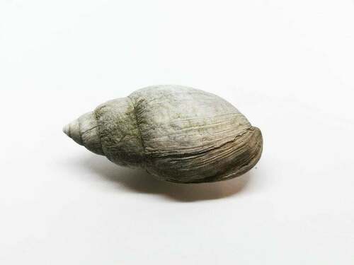 Placostylus observed 2021-07-01